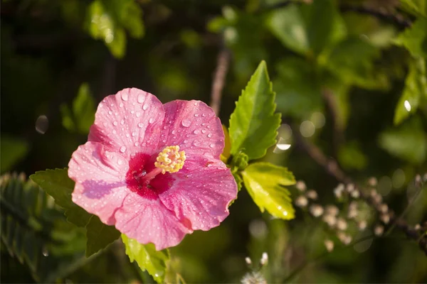 Fiori Ibisco Fiore Della Scarpa Ibisco Rosa Cinese Natura — Foto Stock