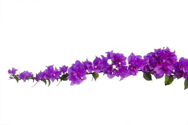 Bougainvilleas Isolated White Background Paper Flower Clipping Path — Stock Photo, Image