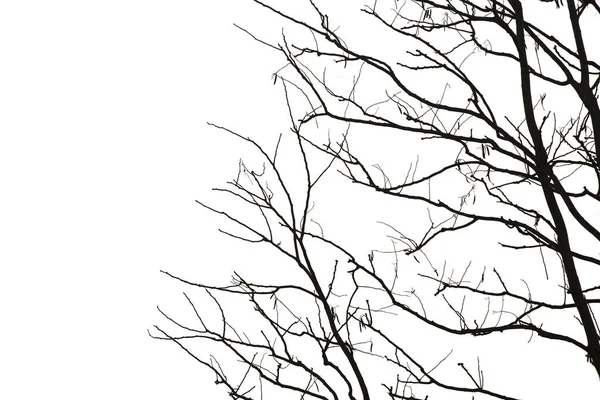 Νεκρά Κλαδιά Silhouette Νεκρό Δέντρο Ξηρό Δέντρο Λευκό Φόντο Αποθήκευση — Φωτογραφία Αρχείου