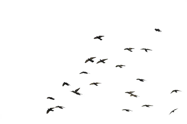 Manadas Palomas Voladoras Aisladas Sobre Fondo Blanco Guardar Con Ruta —  Fotos de Stock