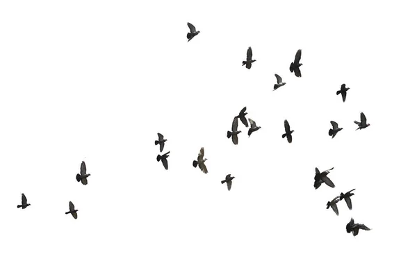 Flocks Flying Pigeons Isolated White Background Clipping Path — Stock Photo, Image