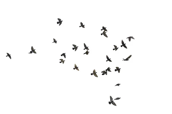 Flocks Flying Pigeons Isolated White Background Clipping Path — Stock Photo, Image