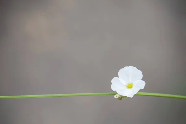 있습니다 화살표 아마존 Sagittaria Lancifolia — 스톡 사진