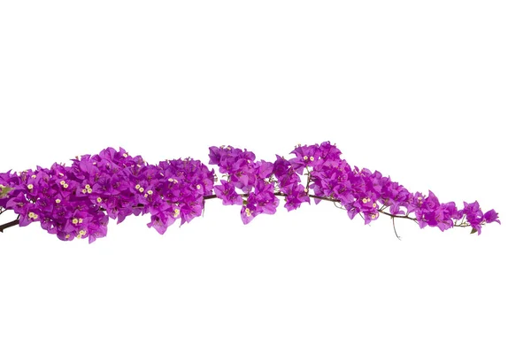 Bougainvilleas Isolated White Background Paper Flower Clipping Path Stock Photo