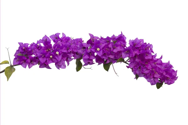 Bougainvilleas Isolated White Background Paper Flower Clipping Path Stock Photo