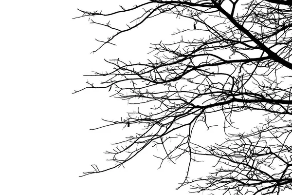 Abgestorbene Äste Silhouette Toter Baum Oder Trockener Baum Auf Weißem Stockbild