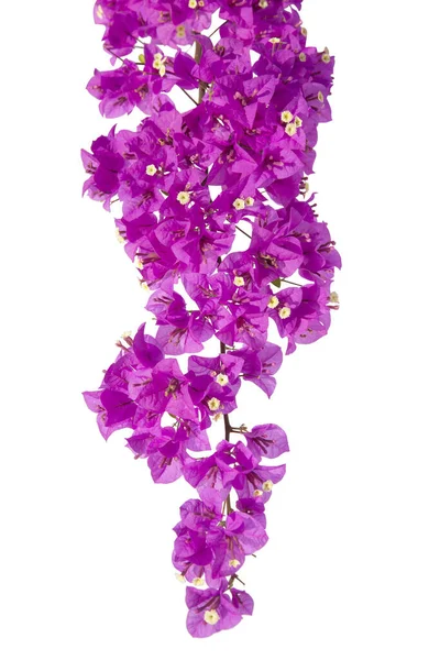 Bougainvilleas Isolated White Background Paper Flower Clipping Path Stock Picture