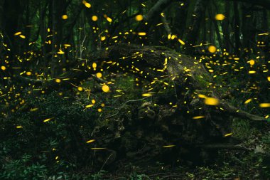 Orman, yaz aylarında Fireflies