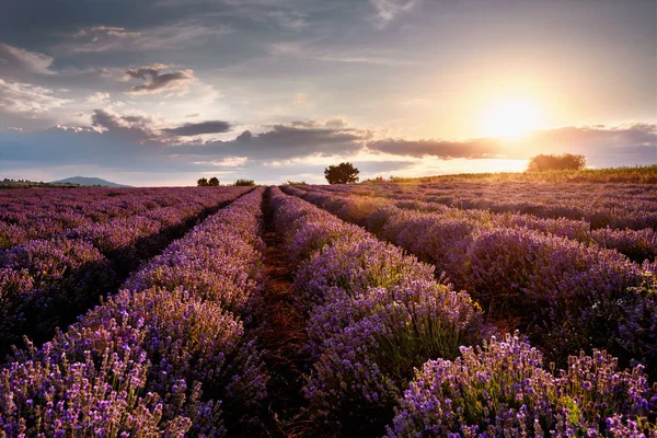 Solnedgång över lavendel fält — Stockfoto