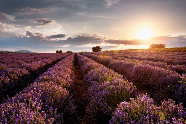 Pôr do sol sobre o campo de lavanda — Fotografia de Stock