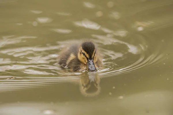 Duckling drinking from a pond with a reflection