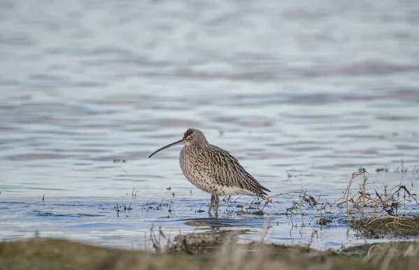 Curlew standing in the sea, by the shoreline