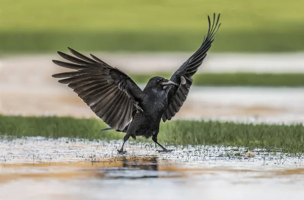 Crow flying from a frozen pool, close up