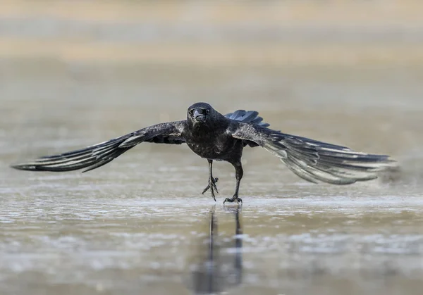 Crow flying from a frozen pool, close up