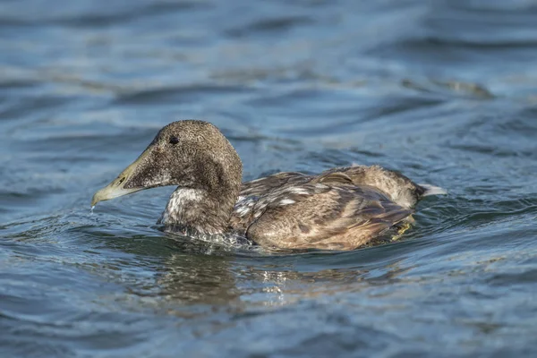 Eider duck, in the sea, close up