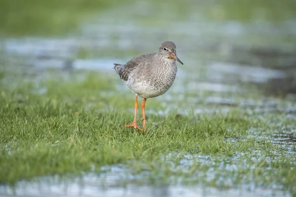 Redshank foraging for food in the winter in a frozen flooded field