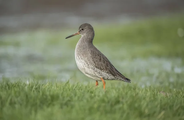 Redshank foraging for food in the winter in a frozen flooded field