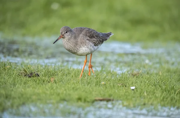 Redshank foraging for food in the winter in a frozen flooded field