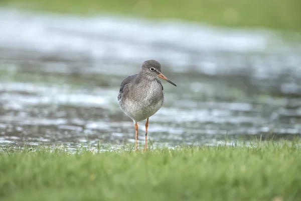 Redshank foraging for food in the winter in a frozen flooded field