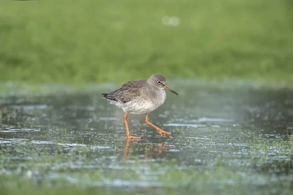 Redshank foraging for food in the winter in a frozen flooded field