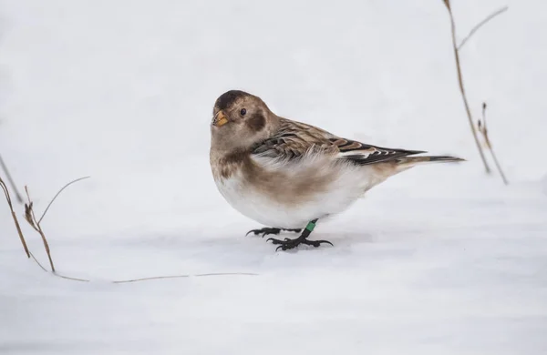 Snow bunting on the snow on a hillside in the Winter