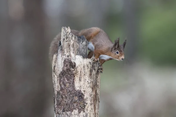 Red squirrel about to jump from a rotten tree trunk