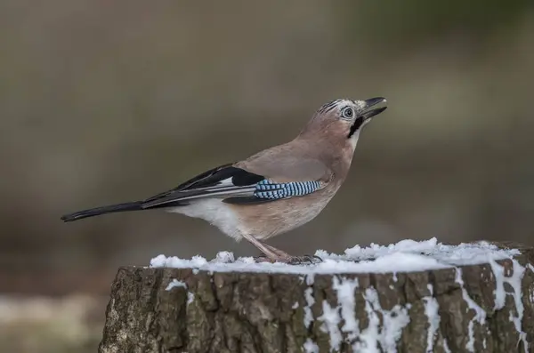 Jay, perched on a snow covered tree stump