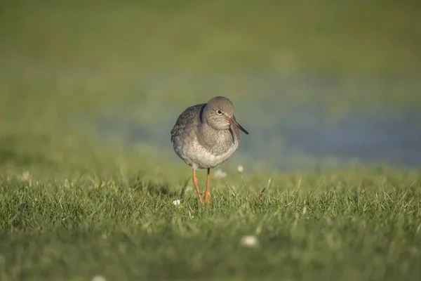 Redshank foraging for food in the winter in a frozen flooded field