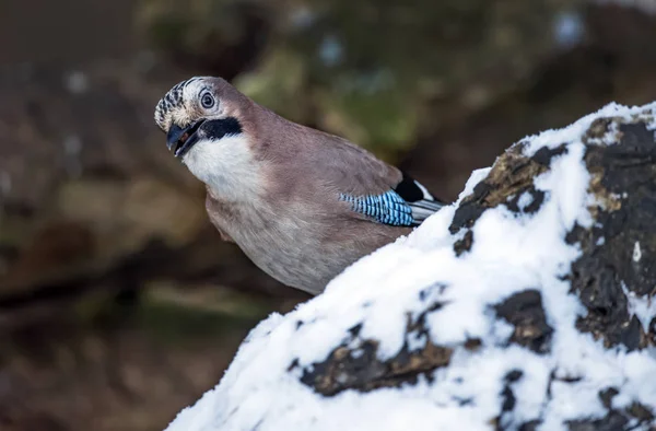 Jay, perched on a snow covered tree trunk