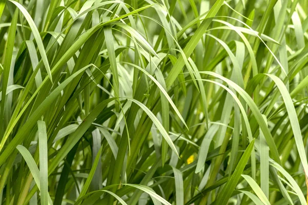 Green reed leaves in front of a pond