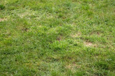 Kötü bir şekilde dikkat ihtiyacı Bahçe çim