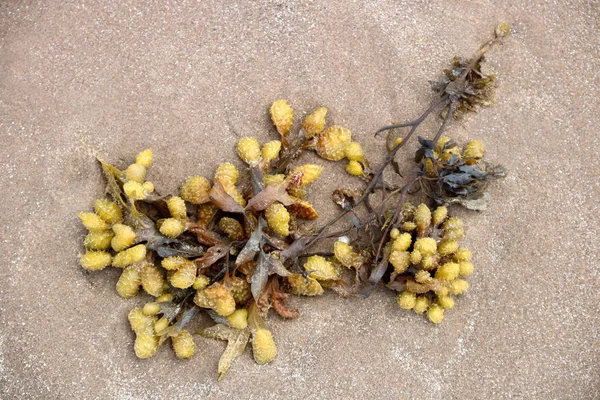 Seaweed Washed Up on a Beach