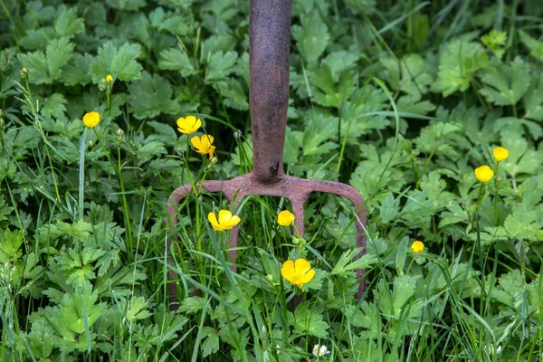 Yabani otlar ve kır çiçekleri Bahçe çatalı paslanma