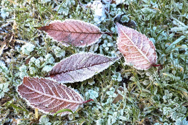 Frost täcks bladen i en fryst trädgård — Stockfoto