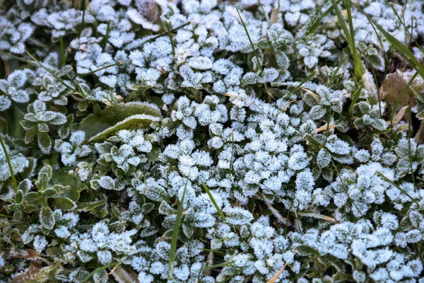 Parche de hierba helada en el suelo del bosque —  Fotos de Stock