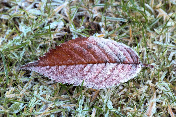 Frost löv på frusna trädgård gräsmatta — Stockfoto