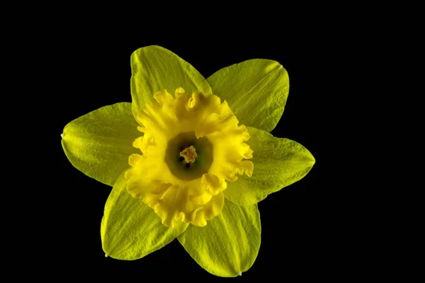 Daffodil cabeça isolada contra um fundo preto — Fotografia de Stock