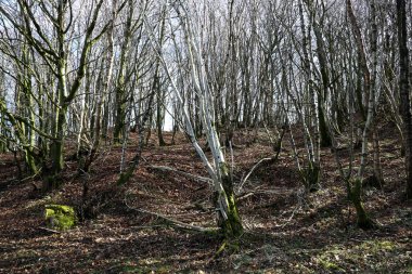 Çıplak ağaca kış Woodland sahne