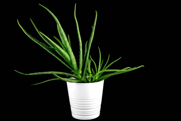 Aloe Vera wächst in einem weißen Topf auf schwarzem Hintergrund — Stockfoto