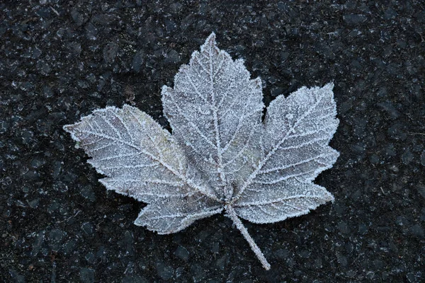 Frostad Sycamore Leaf på en skogsstig — Stockfoto
