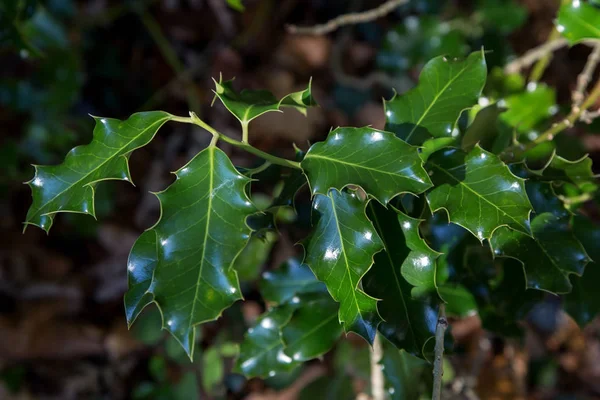 Holly Tree Leaves Close Up View