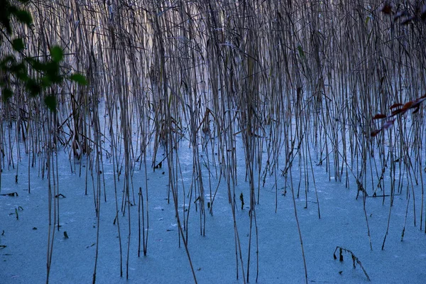 Reeds in a Frozen Lake on a Winter Morning — Stock Photo, Image