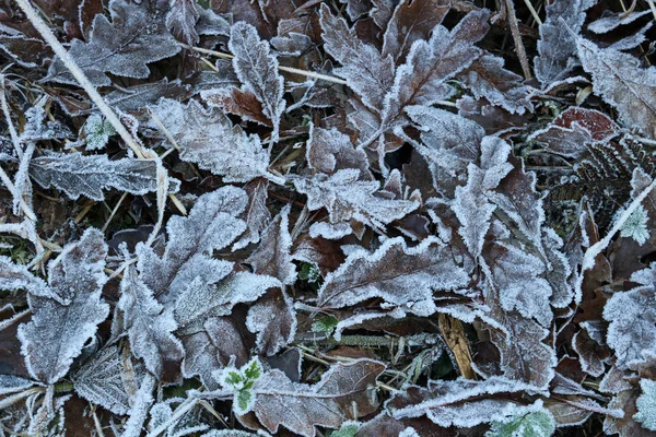 Gefrostete Eichenblätter und Laubstreu auf dem Waldboden — Stockfoto
