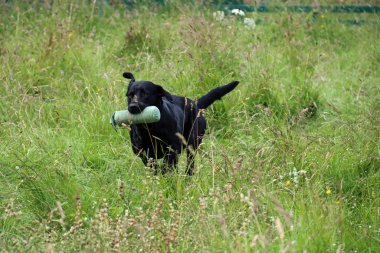 Tarlada Eğitim Kuklası Olan Kara Labrador Köpeği