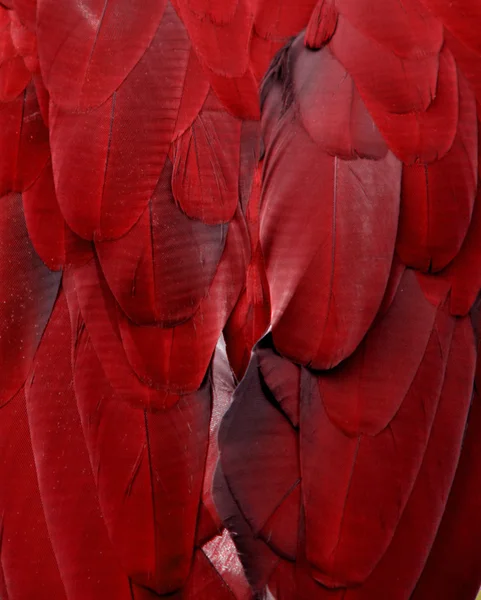 Czerwona Ara piór — Zdjęcie stockowe