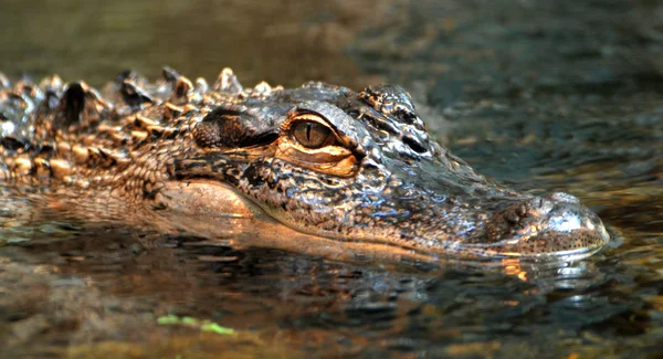Aligator amerykański w bagnie — Zdjęcie stockowe