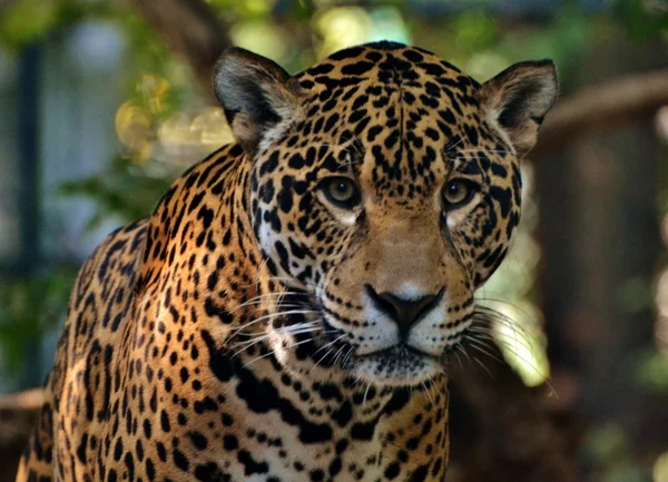 Ягуар в джунглях — стоковое фото
