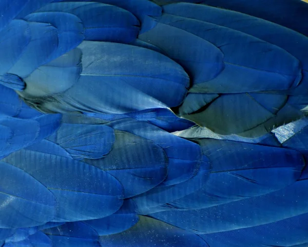 Plumas azules de un guacamayo —  Fotos de Stock