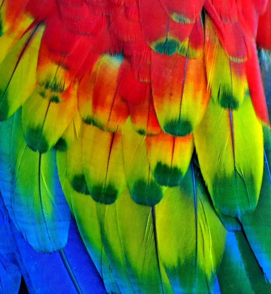 Papoušek peří (Rainbow) — Stock fotografie