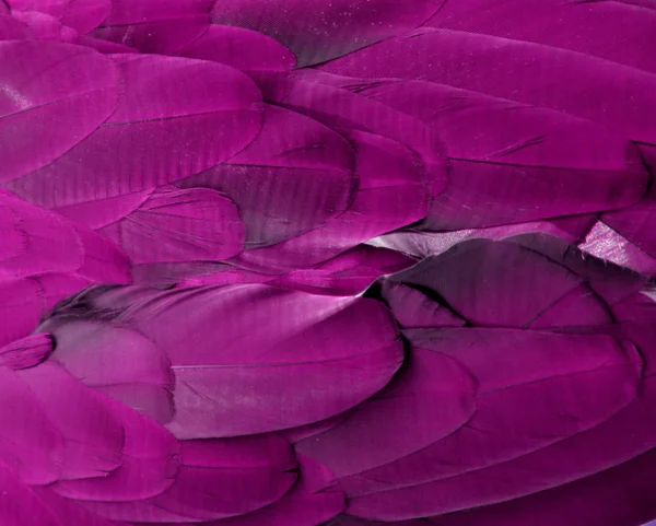 コンゴウインコの紫の羽 — ストック写真